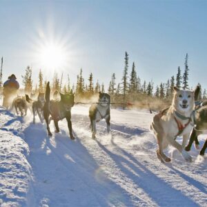 Dogsledding excursion to Kiruna
