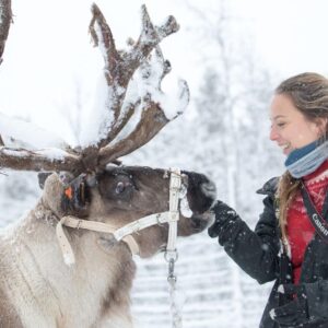 Visit the Sami & Reindeer in Jukkasjärvi